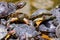 Group of red-eared slider or Trachemys scripta elegans in pool. Dozens of yellow-bellied slider turtles sunning on a wooden