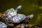 Group of red-eared slider or Trachemys scripta elegans in pool. Dozens of yellow-bellied slider turtles sunning on a wooden