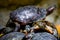 Group of red-eared slider or Trachemys scripta elegans in pool. Dozens of yellow-bellied slider turtles sunning on a wooden