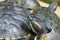 Group of red-eared slider turtles