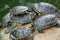 Group of red-eared slider turtles
