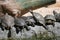 Group of red-eared slider turtles in the zoo