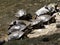 group of red-eared sliders, Trachemys scripta elegans, basks on the edge of a pond