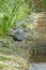 A group of red-eared turtles basking in the sun on a narrow strip of rocky beach. Turtle Beach Animals in the Wild