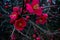 A Group of Red Flowers in Black Mulch