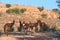 Group of red hartebeest, Alcelaphus buselaphus, hidden in the shadow of tree. Desert animals against red dunes of Kgalagadi