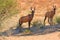 Group of red hartebeest, Alcelaphus buselaphus, hidden in the shadow of tree. Desert animals against red dunes of Kgalagadi