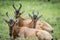 Group of Red hartebeest laying down in the grass.