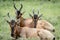 Group of Red hartebeest laying down in the grass.