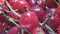 A group of red healthy cherries, fresh from the tree. Video of ripe and fresh cherry berries