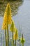Group of red hot poker flowers by lake