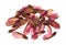 Group of red maple tree seeds