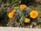 Group of Red Marigold