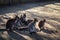 A group of a red-necked wallaby australian kangaroos.