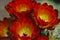 Group of Red- Orange Barrel Cactus Flowers Closeup