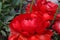 Group of red Persian Buttercup Flower Ranunculus asiaticus