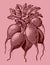 Group of red radishes bunched together, isolated on a pink background