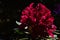 Group of red Rhododendron flowers sunbathing in afternoon sun on dark background