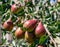 Group of red ripe pears on branch of pear tree growing in the garden