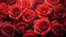 Group of red roses close up background.