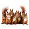 Group of red squirrels isolated on white background. Studio shot.