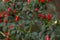 Group of red tiny decorative peppers in the garden