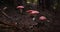 Group of red toadstool mushrooms in a dark forest setting. Macro nature shot with a focus on the fungi