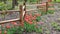 Group red tulips growing around wooden fence