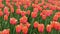 Group of red tulips in the park in smooth sliding motion. Spring landscape.