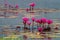 Group of Red water lilies at Nong Han marsh in Kumphawapi district, Udon Thani, Thailand