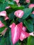 A group of red with white stripes Anthurium flowers. Un grupo de flores Anturianas rojas con rayas blancas