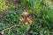 Group of red and white tulips growing alone between other flowers in spring, Tulipa