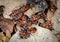 Group of red wood bugs on an oak leaf surface