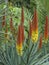 Group of red and yellow blooming candelabra aloe flowers- Aloe a