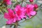 Group of reddish pink flowers in Spring sun.