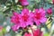 Group of reddish pink flowers in Spring sun.