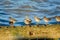 A group of Redshank Waders Tringa totanus on a breakwater