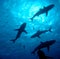 Group of reef sharks silhouette