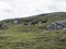 Group of reindeers runnig in arctic tundra grass, hill and rocks. Reindeer in wild in natural environment at Lapland