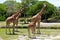 Group of Reticulated Giraffes