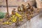 Group of Rhesus macaques eating bananas near Galta Temple in Jaipur, Rajasthan, India