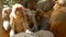 Group of rhesus macaques on rocks. Family of furry beautiful macaques gathering on rocks in nature and sleeping