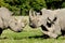 Group of rhino