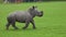 A group of Rhinoceroses in captivity