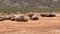 Group of Rhinoceroses and water buffalos in wildlife on sunny day. Dry African landscape. Safari park, South Africa