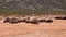 Group of rhinos laying on dry dusty ground and relaxing. Animals in wildlife reserve. Safari park, South Africa