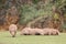 Group of rhinos lying down and one of them eating grass