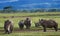 Group of rhinos in the national park. Kenya. National Park. Africa.