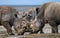 Group of rhinos in the national park. Kenya. National Park. Africa.