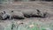 Group rhinos sleeping in a dry waterpool